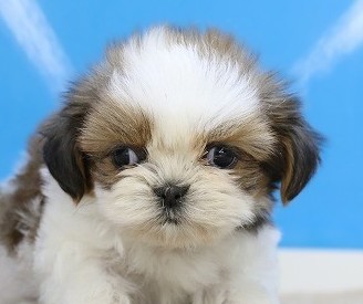 埼玉県のシーズー (かねだい草加店/2025年10月1日生まれ/女の子/ホワイトゴールド)の子犬の2枚目の画像