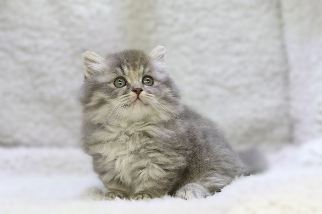 埼玉県のミヌエット (かねだい草加店/2025年10月1日生まれ/男の子/ブルータビー)の子猫の1枚目の画像