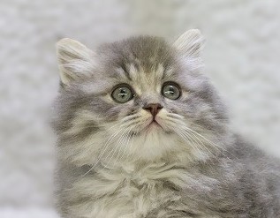 埼玉県のミヌエット (かねだい草加店/2025年10月1日生まれ/男の子/ブルータビー)の子猫の2枚目の画像