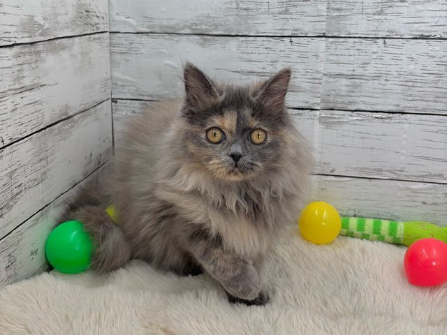 新潟県のスコティッシュフォールド (かねだいペットトライアル魚沼/2025年7月12日生まれ/女の子/ブルークリーム)の子猫の1枚目の画像