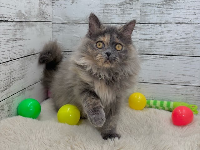 新潟県のスコティッシュフォールド (かねだいペットトライアル魚沼/2025年7月12日生まれ/女の子/ブルークリーム)の子猫の2枚目の画像