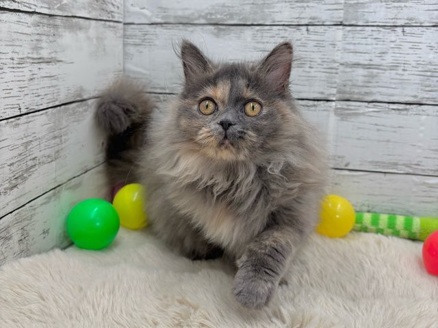 新潟県のスコティッシュフォールド (かねだいペットトライアル魚沼/2025年7月12日生まれ/女の子/ブルークリーム)の子猫の3枚目の画像