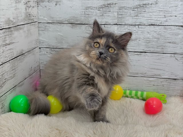 新潟県のスコティッシュフォールド (かねだいペットトライアル魚沼/2025年7月12日生まれ/女の子/ブルークリーム)の子猫の4枚目の画像