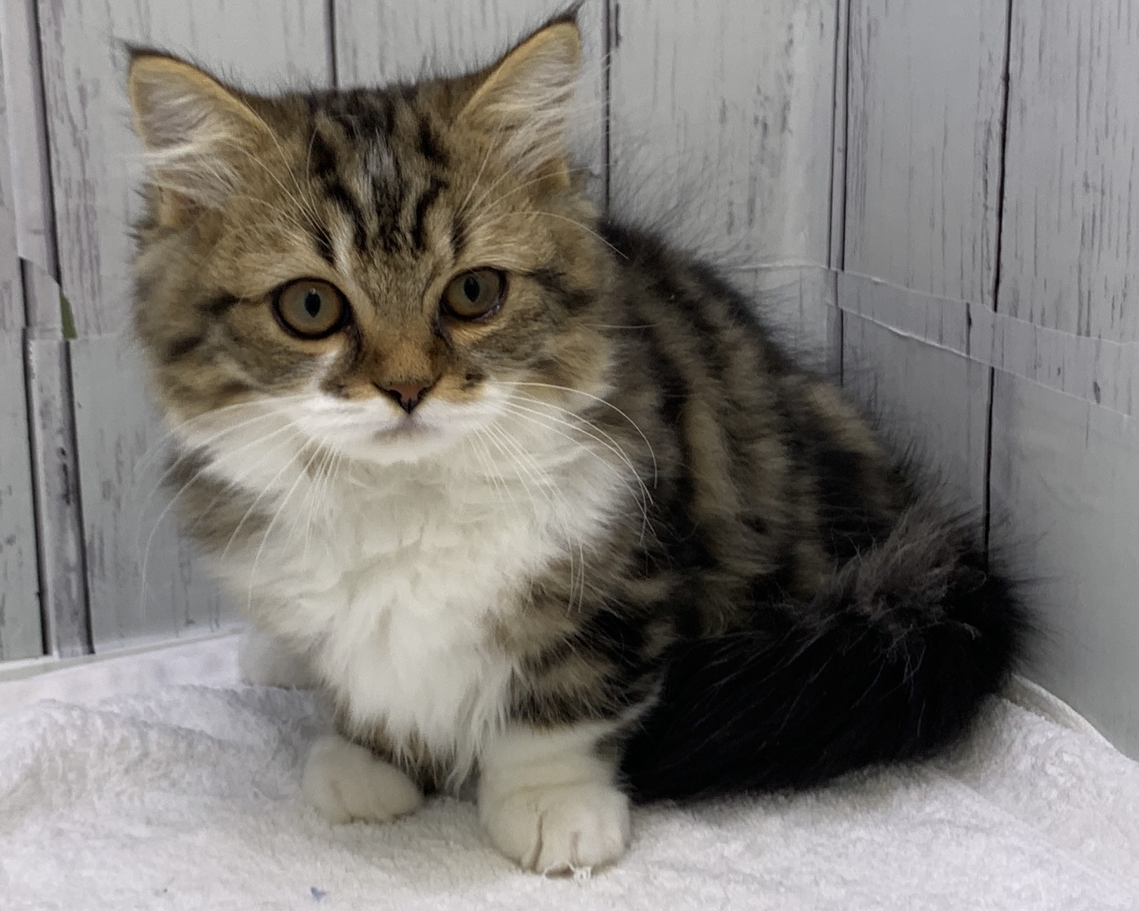 千葉県のミヌエット (かねだい千葉店/2025年8月6日生まれ/男の子/ブラックタビーホワイト)の子猫