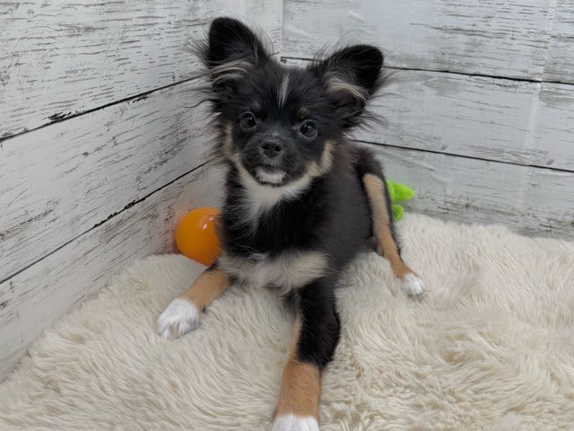 新潟県のポメチワ/チワポメ/ポメチー(ポメラニアン×チワワ) (かねだいペットトライアル魚沼/2025年6月29日生まれ/女の子/ブラックタンホワイト)の子犬の1枚目の画像