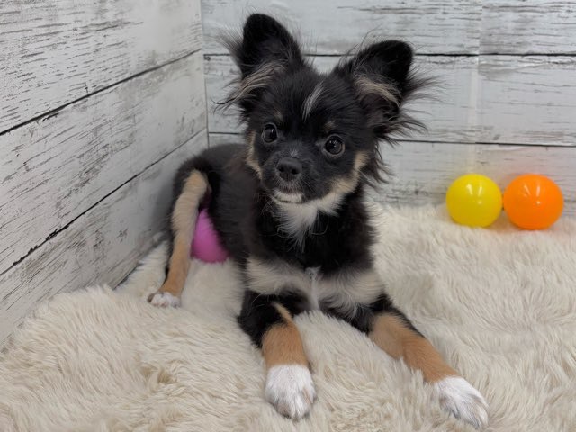 新潟県のポメチワ/チワポメ/ポメチー(ポメラニアン×チワワ) (かねだいペットトライアル魚沼/2025年6月29日生まれ/女の子/ブラックタンホワイト)の子犬の2枚目の画像