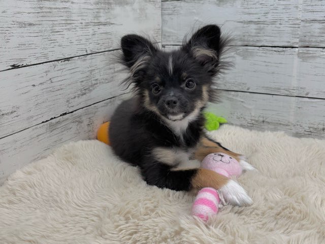 新潟県のポメチワ/チワポメ/ポメチー(ポメラニアン×チワワ) (かねだいペットトライアル魚沼/2025年6月29日生まれ/女の子/ブラックタンホワイト)の子犬の3枚目の画像