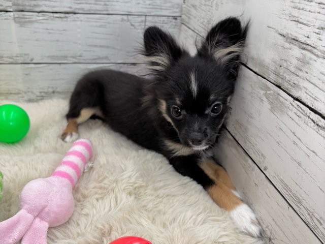 新潟県のポメチワ/チワポメ/ポメチー(ポメラニアン×チワワ) (かねだいペットトライアル魚沼/2025年6月29日生まれ/女の子/ブラックタンホワイト)の子犬の4枚目の画像
