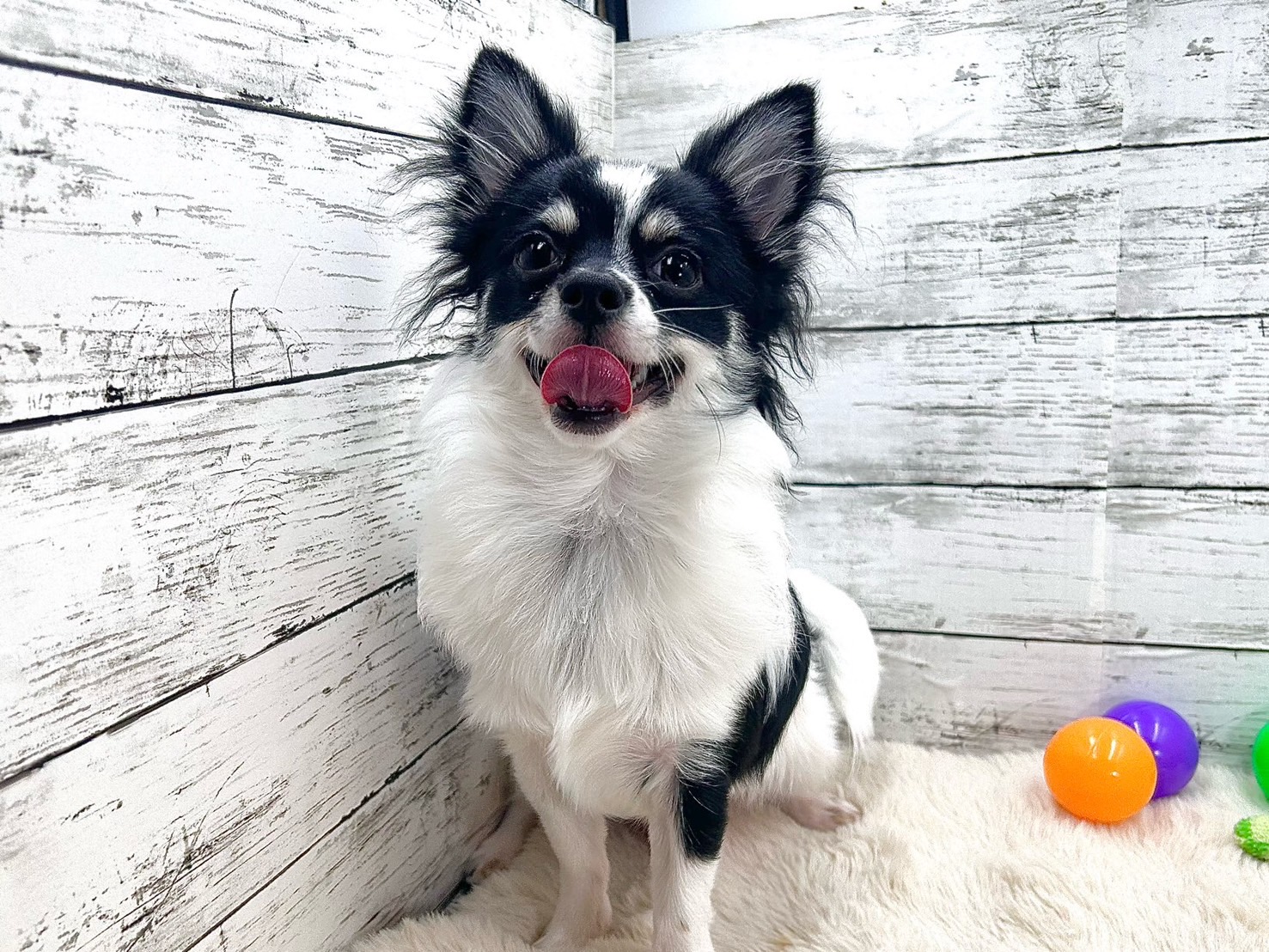 新潟県のチワワ(ロング) (かねだいペットトライアル魚沼/2025年4月13日生まれ/男の子/ホワイトブラックタン)の子犬の1枚目の画像