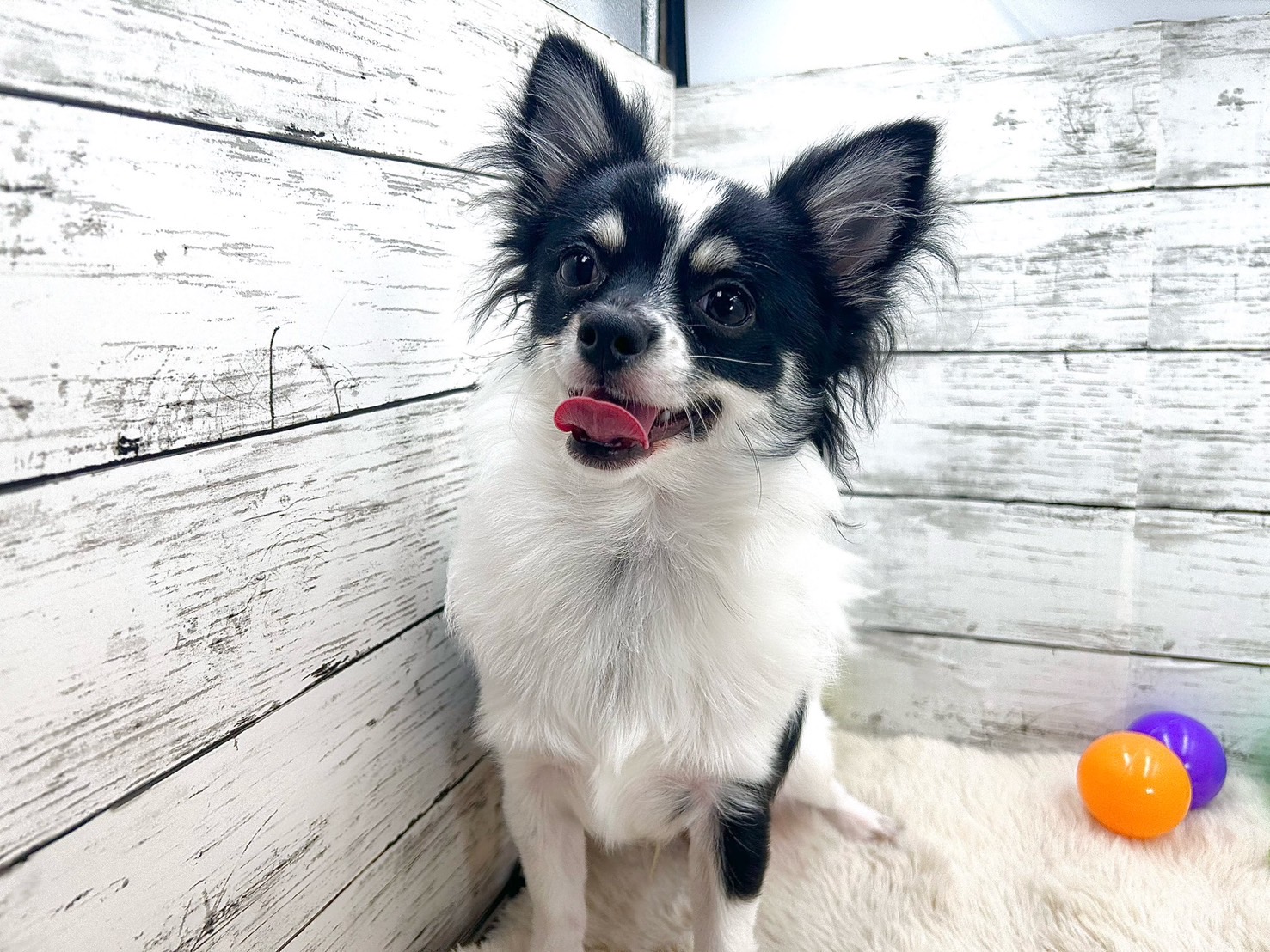 新潟県のチワワ(ロング) (かねだいペットトライアル魚沼/2025年4月13日生まれ/男の子/ホワイトブラックタン)の子犬の2枚目の画像