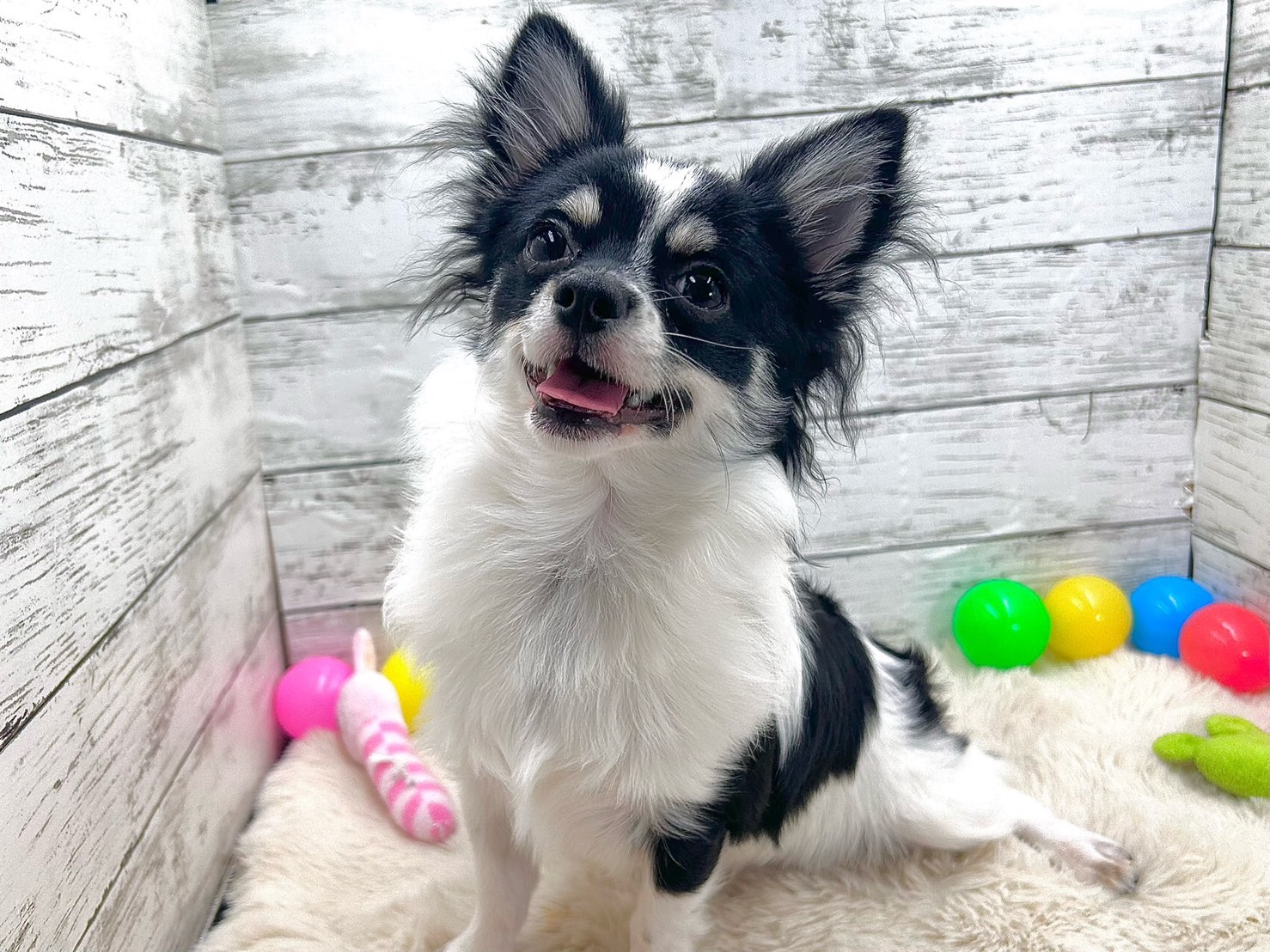 新潟県のチワワ(ロング) (かねだいペットトライアル魚沼/2025年4月13日生まれ/男の子/ホワイトブラックタン)の子犬の3枚目の画像