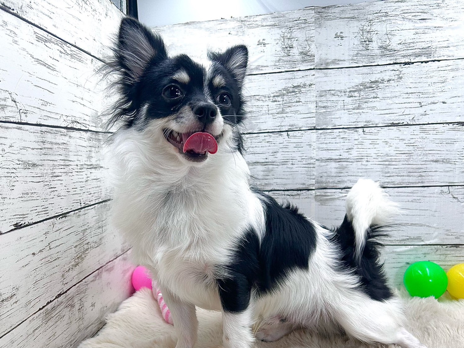 新潟県のチワワ(ロング) (かねだいペットトライアル魚沼/2025年4月13日生まれ/男の子/ホワイトブラックタン)の子犬の4枚目の画像