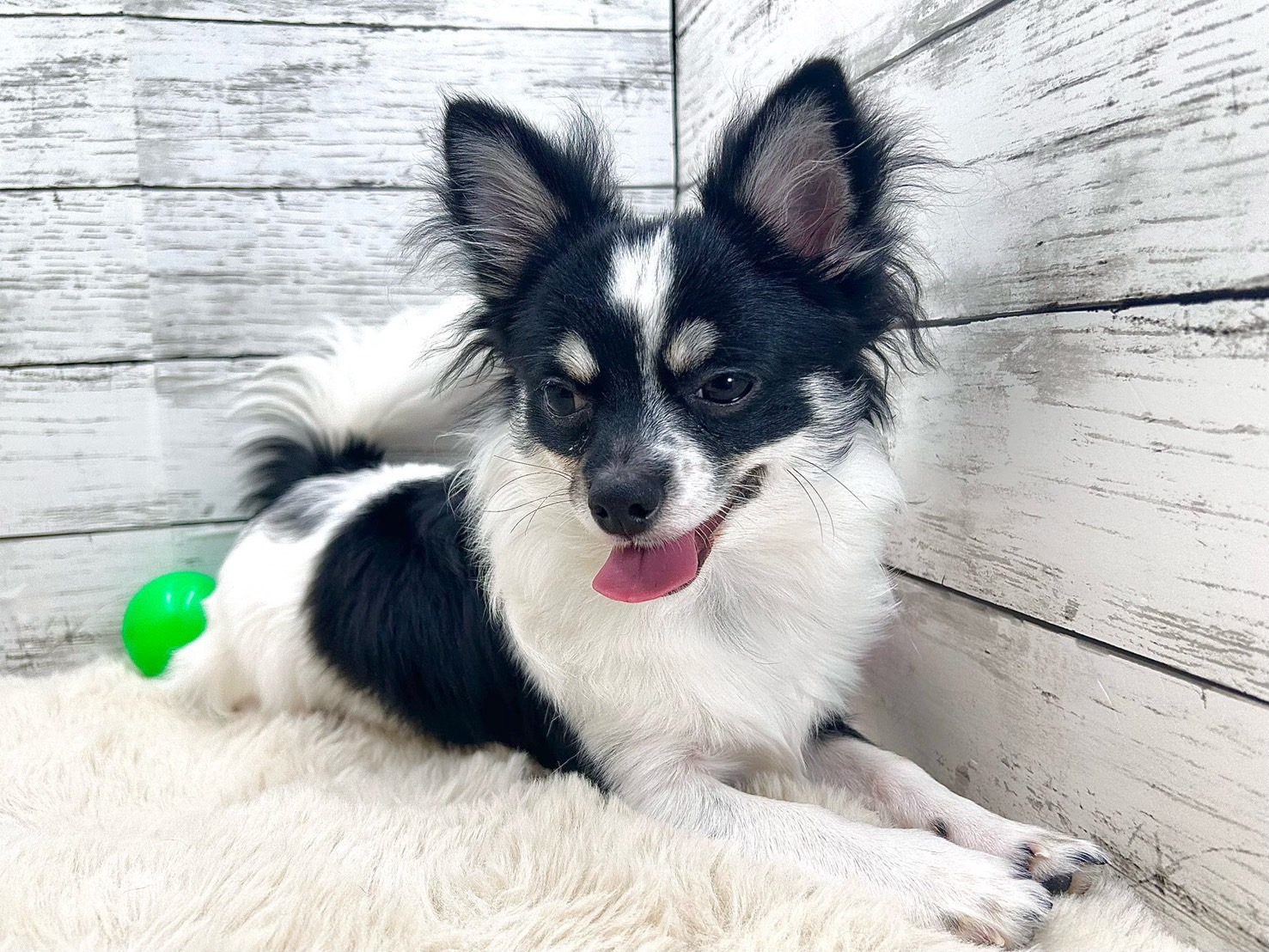 価格の安い☆「お値段改定！」チワワ♂（ホワイト/ブラック/タン