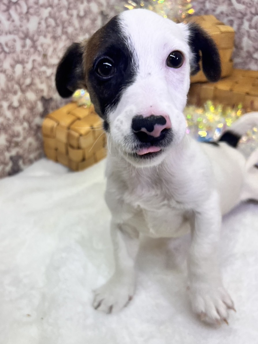 茨城県のジャックラッセルテリア (かねだいペットトライアル利根川/2025年8月29日生まれ/男の子/ホワイトタン)の子犬の1枚目の画像