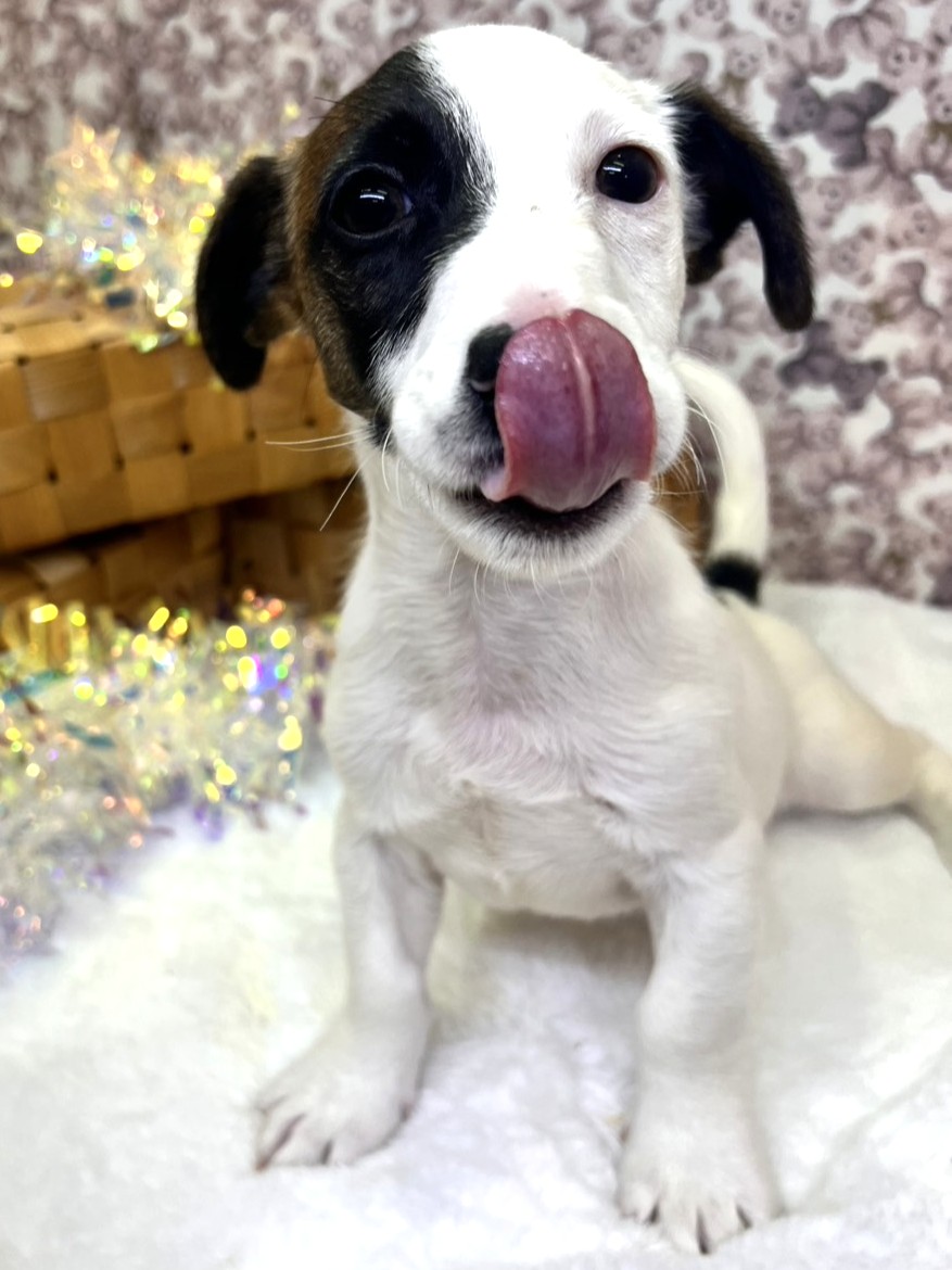 茨城県のジャックラッセルテリア (かねだいペットトライアル利根川/2025年8月29日生まれ/男の子/ホワイトタン)の子犬の2枚目の画像