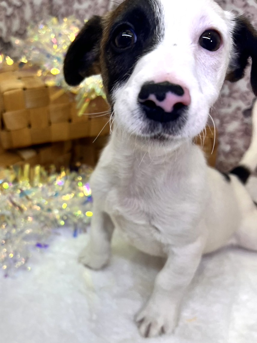 茨城県のジャックラッセルテリア (かねだいペットトライアル利根川/2025年8月29日生まれ/男の子/ホワイトタン)の子犬の3枚目の画像