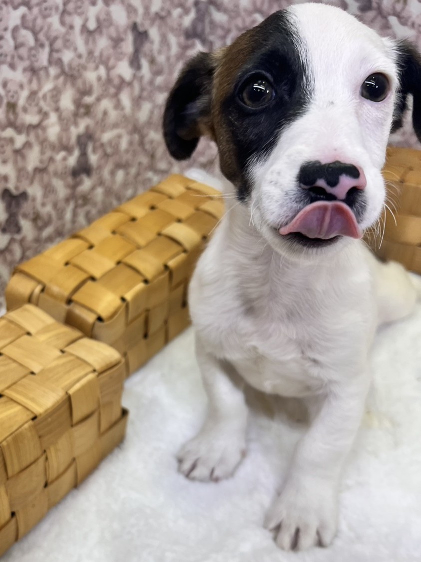 茨城県のジャックラッセルテリア (かねだいペットトライアル利根川/2025年8月29日生まれ/男の子/ホワイトタン)の子犬の4枚目の画像
