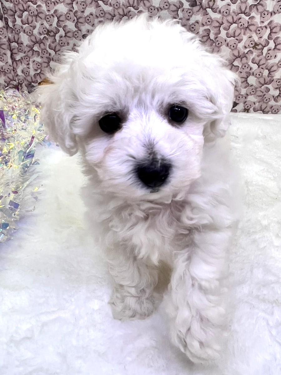 茨城県のビションフリーゼ (かねだいペットトライアル利根川/2025年9月21日生まれ/男の子/ホワイト)の子犬の1枚目の画像