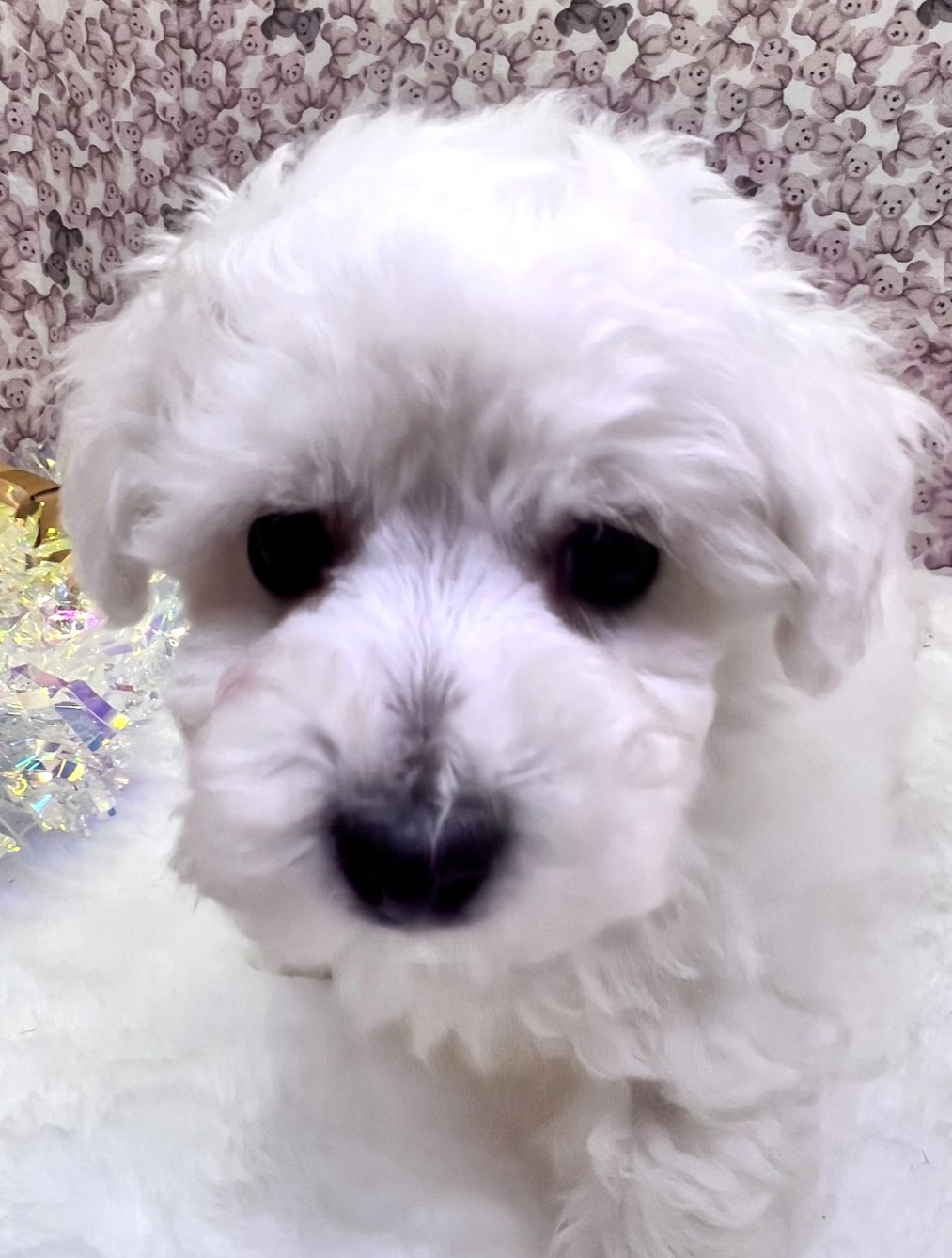 茨城県のビションフリーゼ (かねだいペットトライアル利根川/2025年9月21日生まれ/男の子/ホワイト)の子犬の2枚目の画像