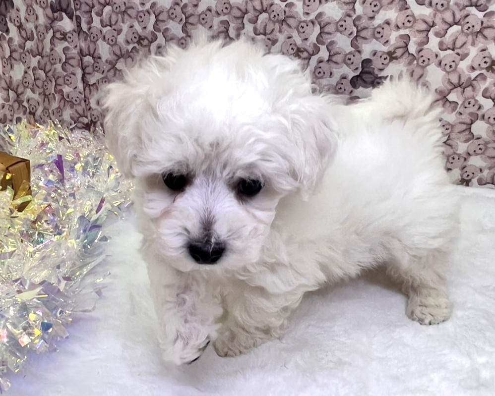 茨城県のビションフリーゼ (かねだいペットトライアル利根川/2025年9月21日生まれ/男の子/ホワイト)の子犬の3枚目の画像