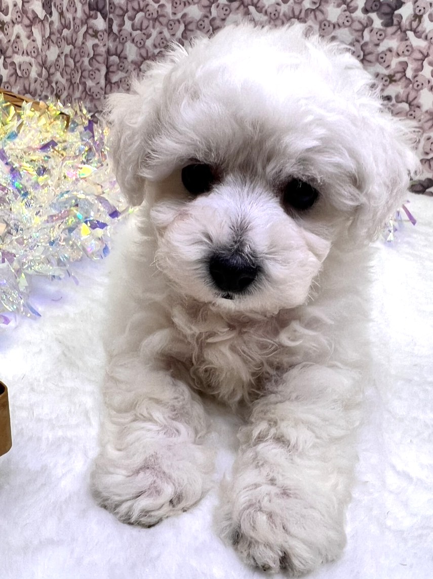 茨城県のビションフリーゼ (かねだいペットトライアル利根川/2025年9月21日生まれ/男の子/ホワイト)の子犬の4枚目の画像