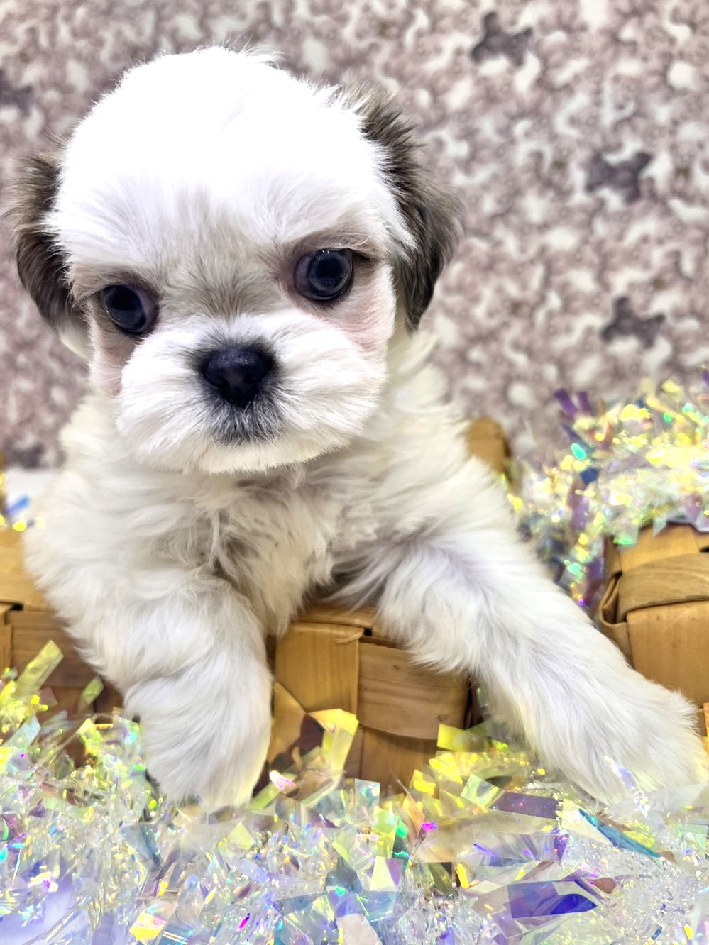 茨城県のシーズー (かねだいペットトライアル利根川/2025年9月20日生まれ/男の子/ゴールドホワイト)の子犬