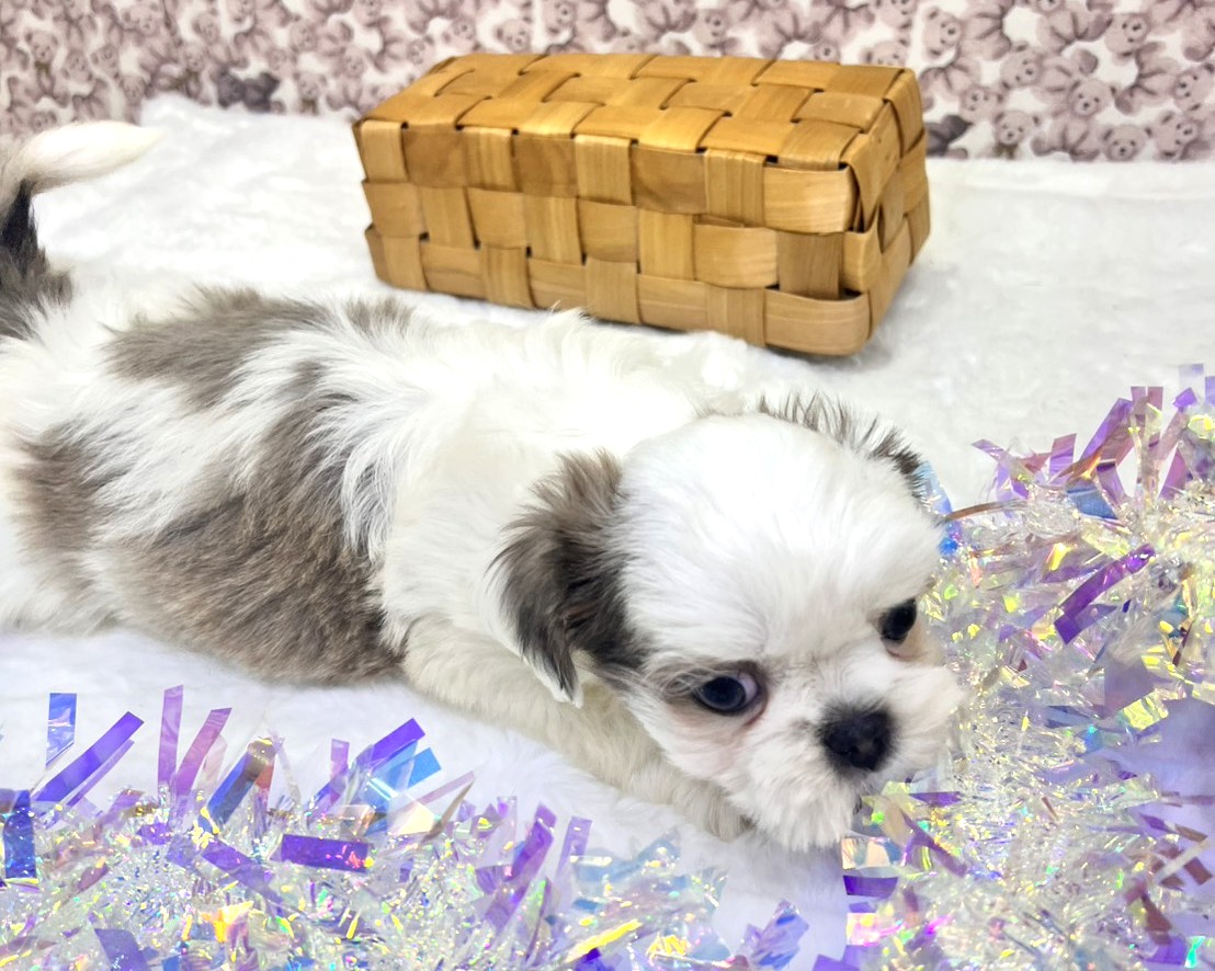 茨城県のシーズー (かねだいペットトライアル利根川/2025年9月20日生まれ/男の子/ゴールドホワイト)の子犬の2枚目の画像