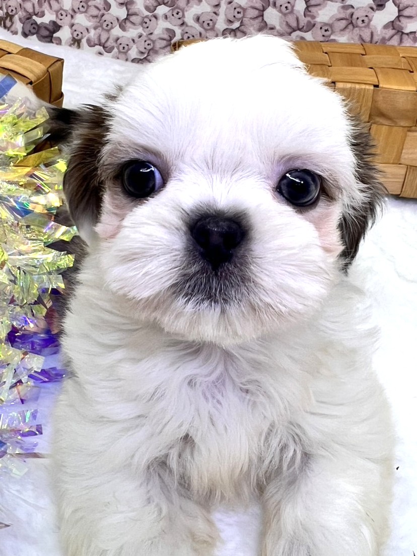 茨城県のシーズー (かねだいペットトライアル利根川/2025年9月20日生まれ/男の子/ゴールドホワイト)の子犬の3枚目の画像