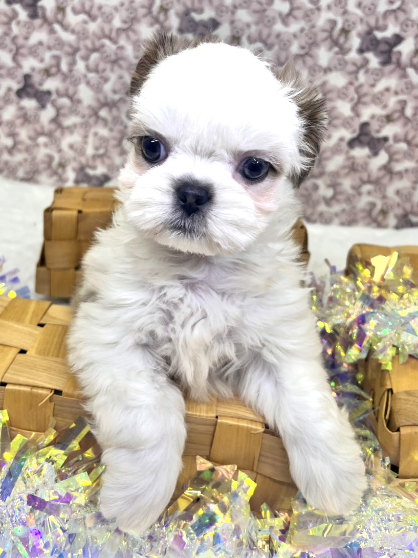 茨城県のシーズー (かねだいペットトライアル利根川/2025年9月20日生まれ/男の子/ゴールドホワイト)の子犬の4枚目の画像