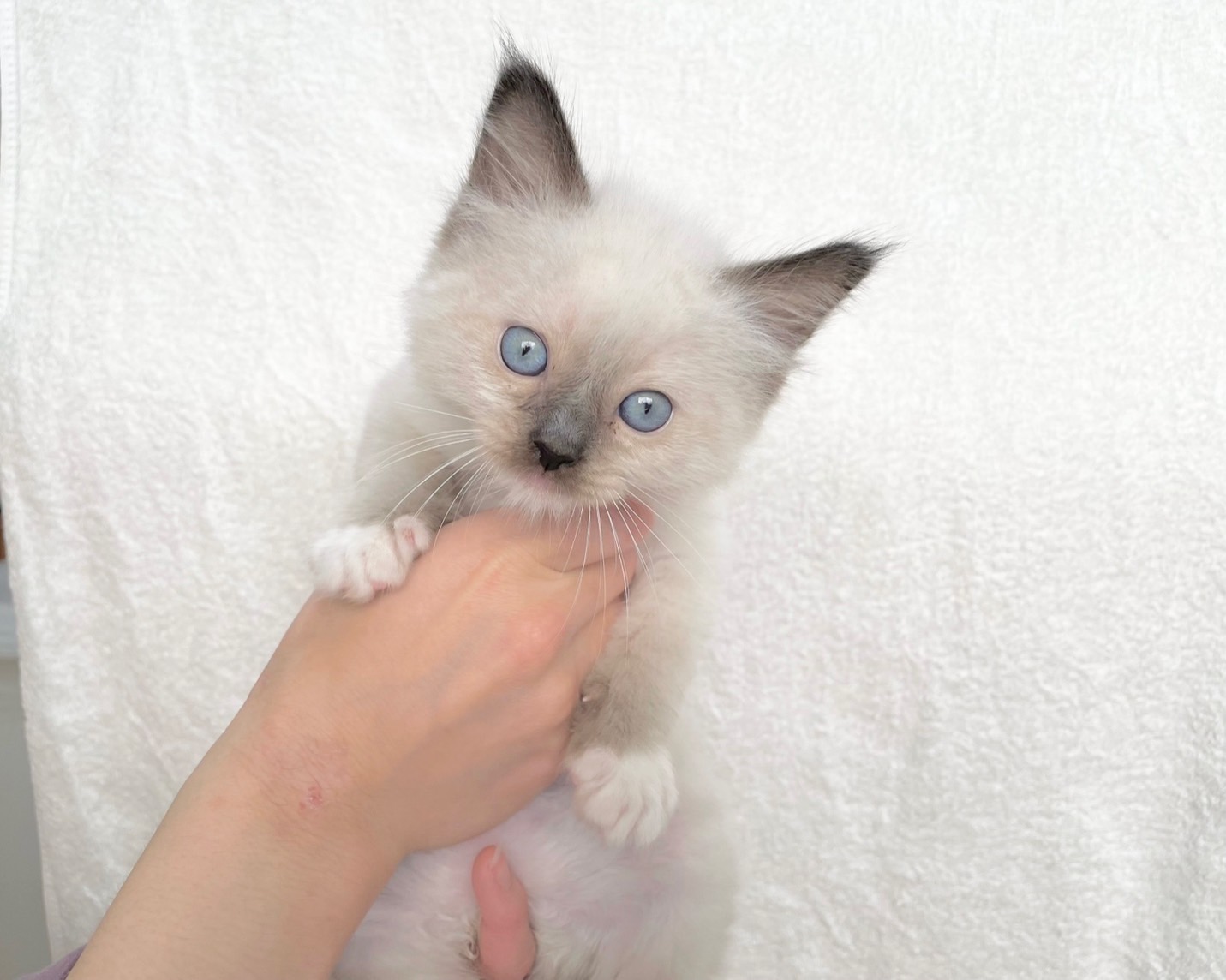 群馬県のラグドール (かねだいペットトライアル桐生/2025年9月30日生まれ/男の子/シール/ポイント/ミテッド)の子猫の1枚目の画像