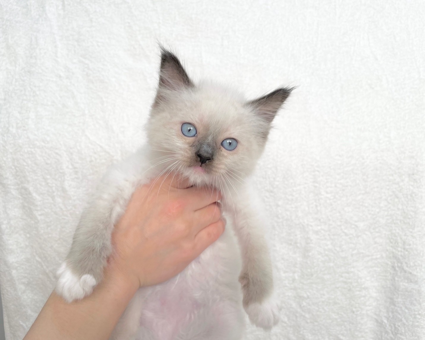 群馬県のラグドール (かねだいペットトライアル桐生/2025年9月30日生まれ/男の子/シール/ポイント/ミテッド)の子猫の2枚目の画像