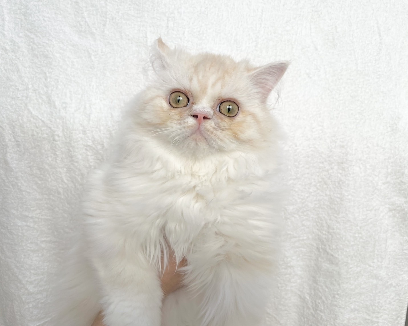 群馬県のラガマフィン (かねだいペットトライアル桐生/2025年6月6日生まれ/男の子/クリームタビーホワイト)の子猫の1枚目の画像