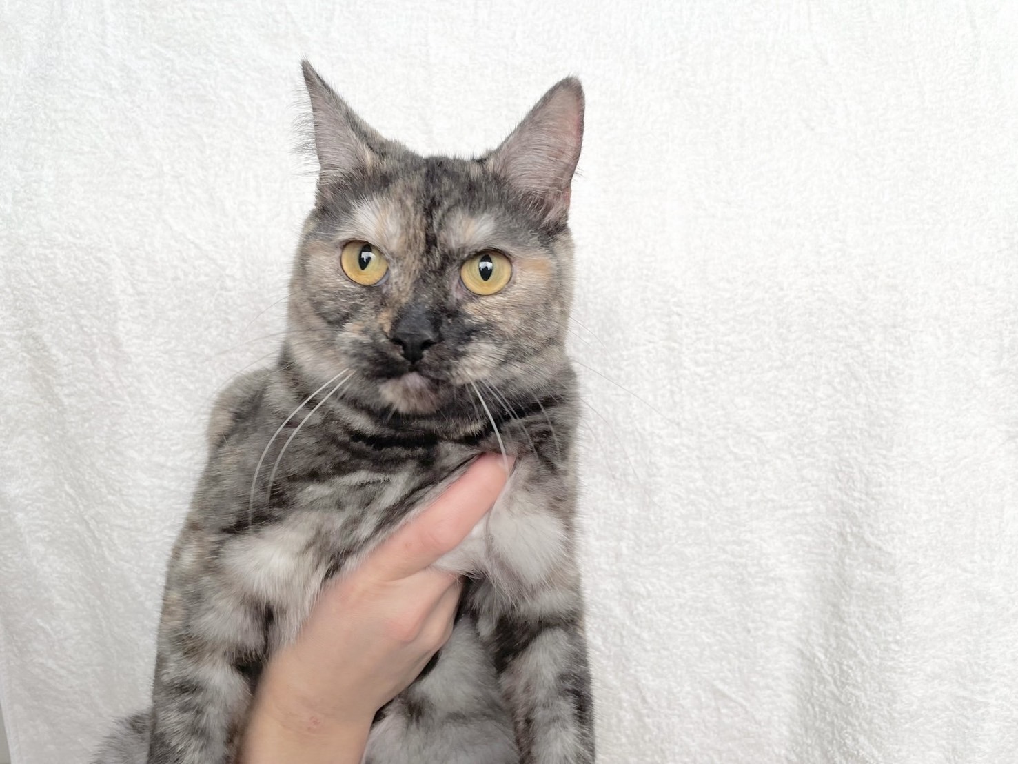 群馬県のマンチカン (かねだいペットトライアル桐生/2025年4月21日生まれ/女の子/トーティーシェル)の子猫の1枚目の画像