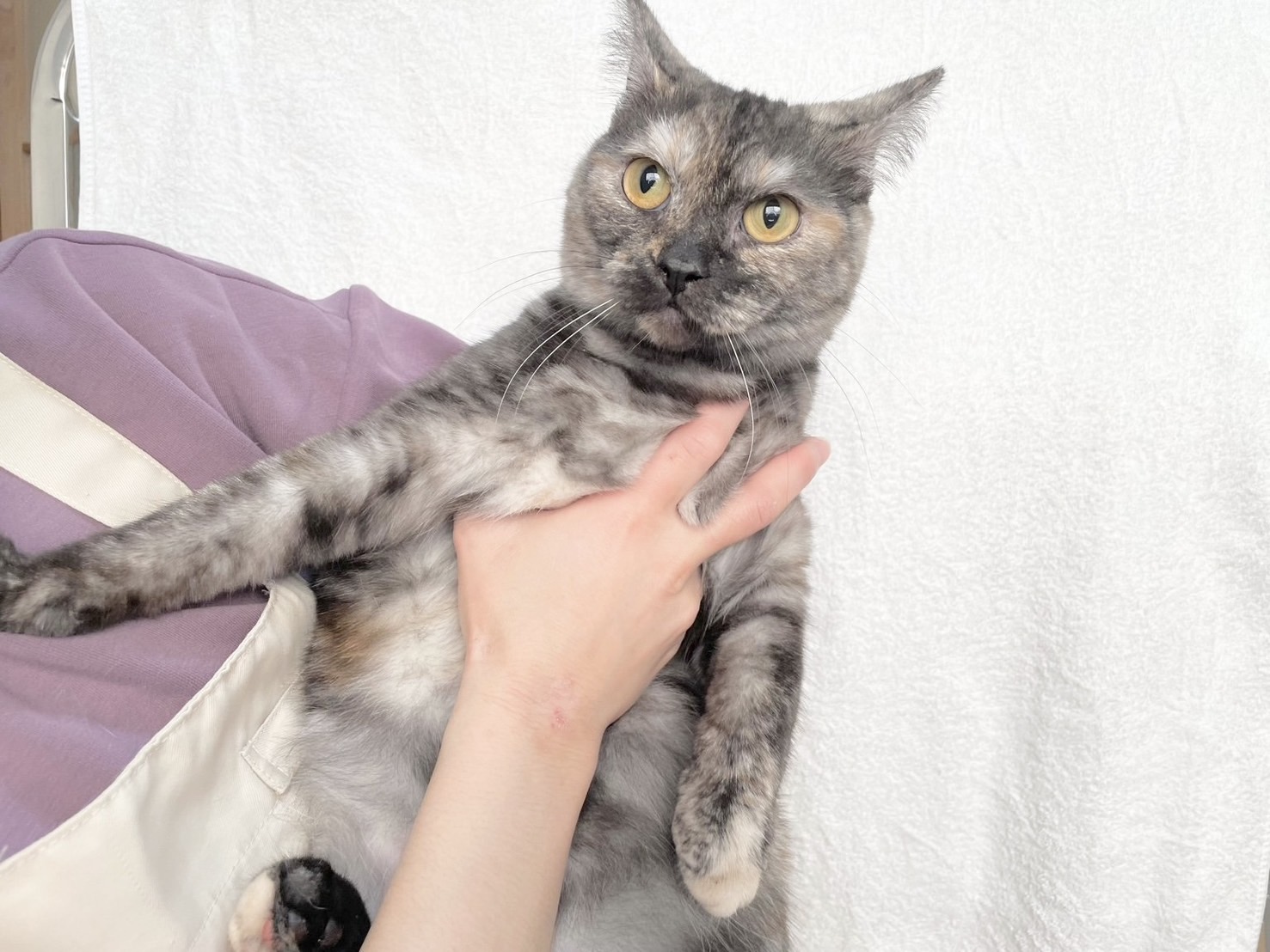 群馬県のマンチカン (かねだいペットトライアル桐生/2025年4月21日生まれ/女の子/トーティーシェル)の子猫の2枚目の画像