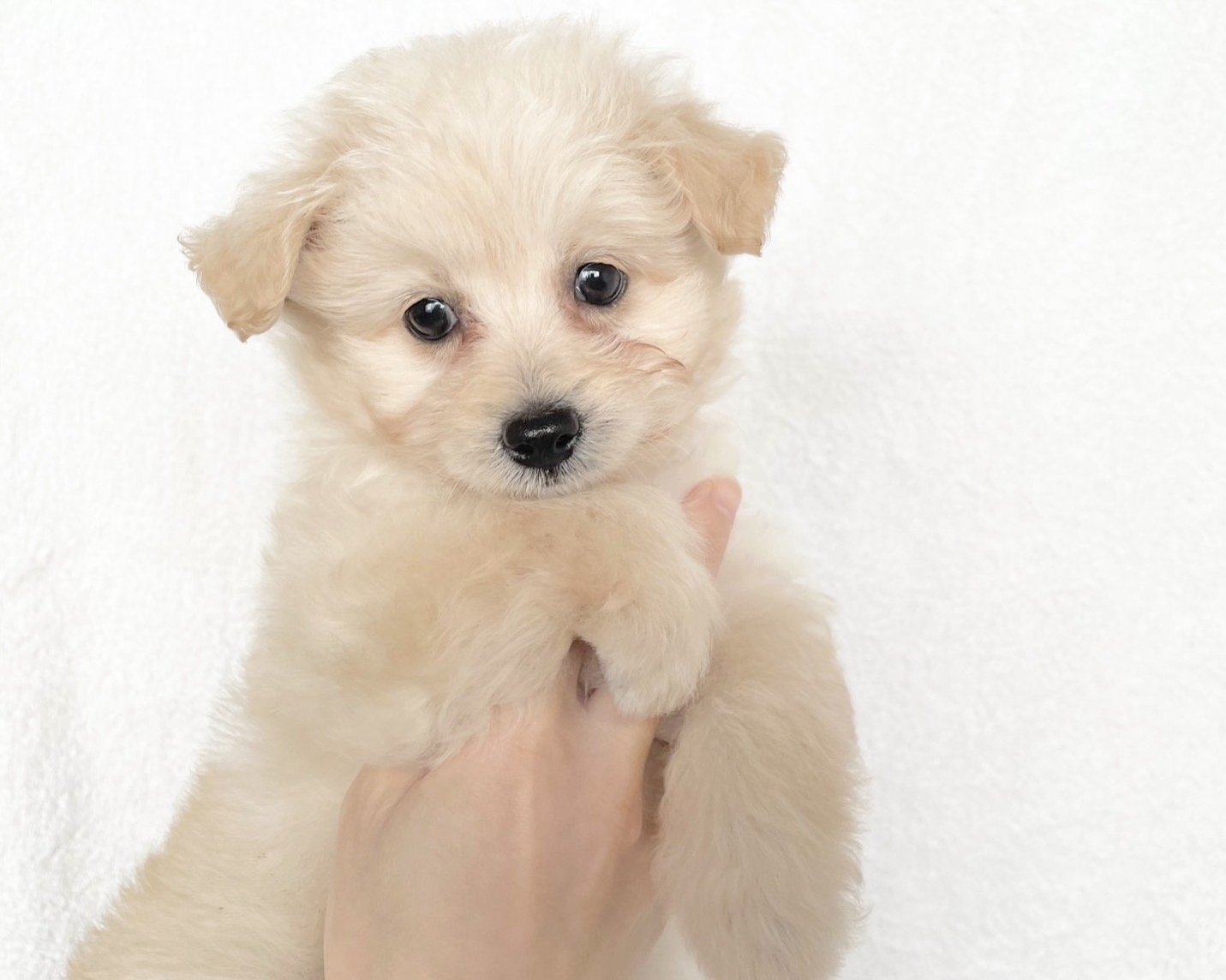 群馬県のポメプー(ポメラニアン×プードル) (かねだいペットトライアル桐生/2025年9月23日生まれ/女の子/クリーム)の子犬の2枚目の画像