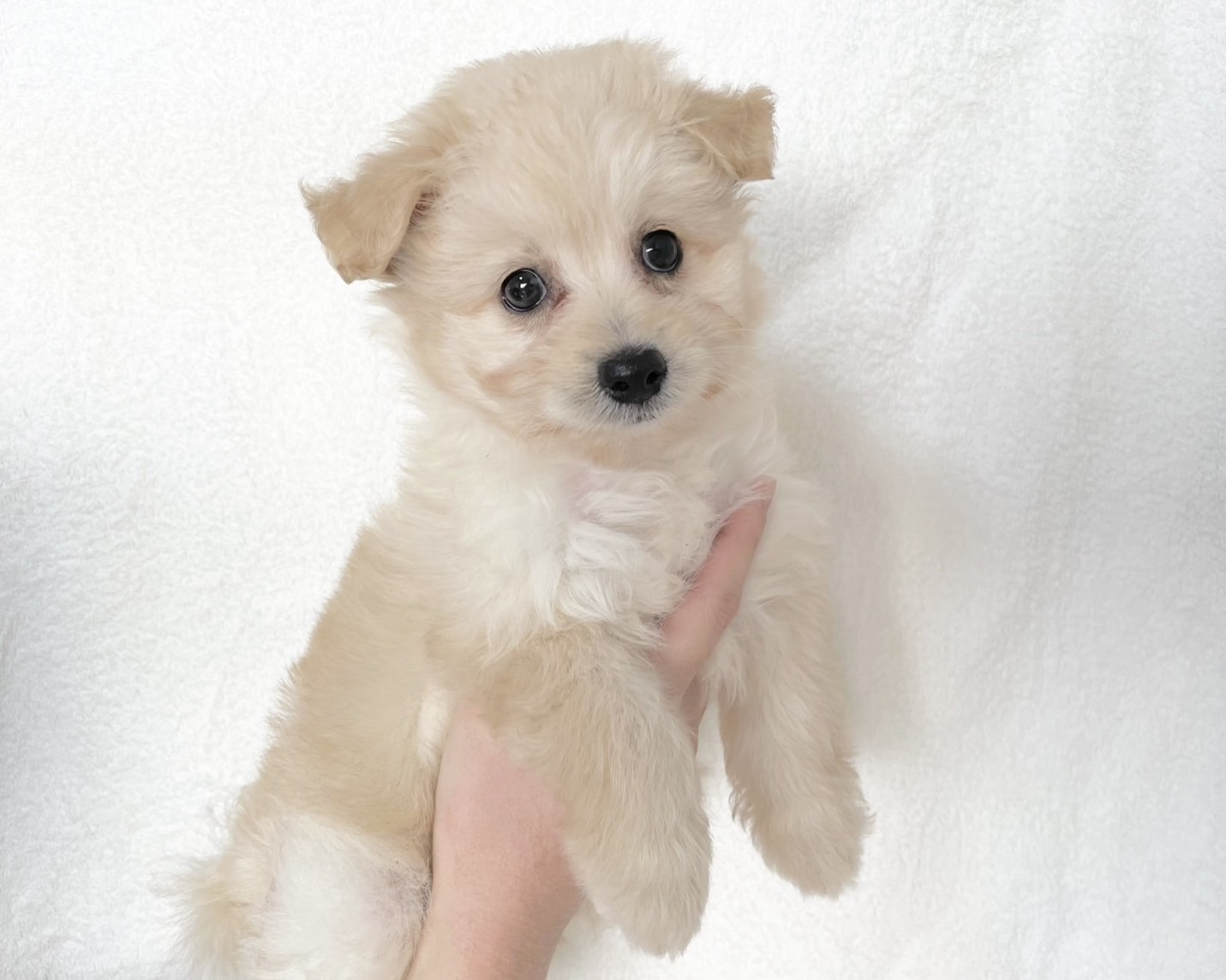 群馬県のポメプー(ポメラニアン×プードル) (かねだいペットトライアル桐生/2025年9月23日生まれ/女の子/クリーム)の子犬の1枚目の画像