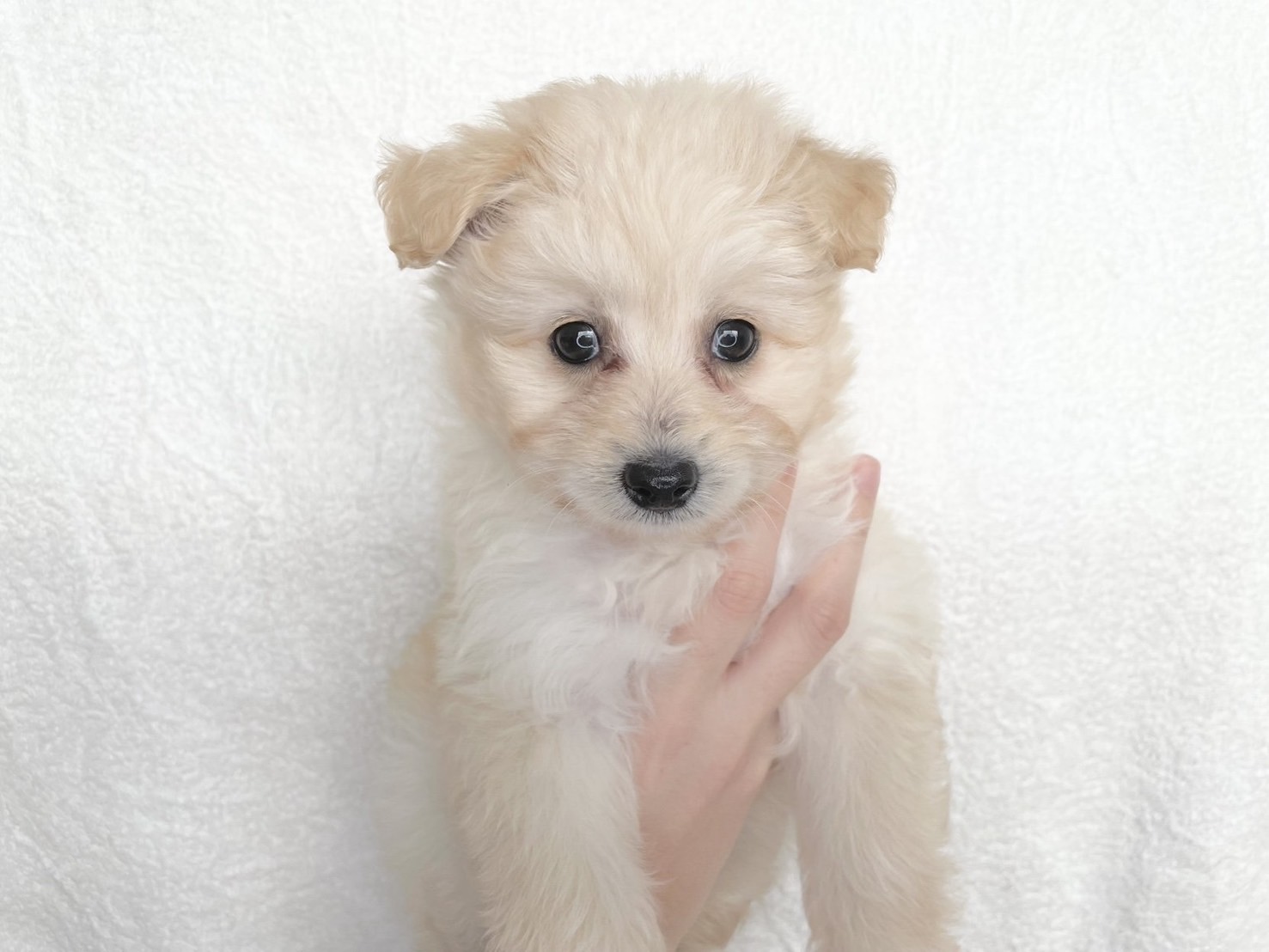 群馬県のポメプー(ポメラニアン×プードル) (かねだいペットトライアル桐生/2025年9月23日生まれ/女の子/クリーム)の子犬の3枚目の画像