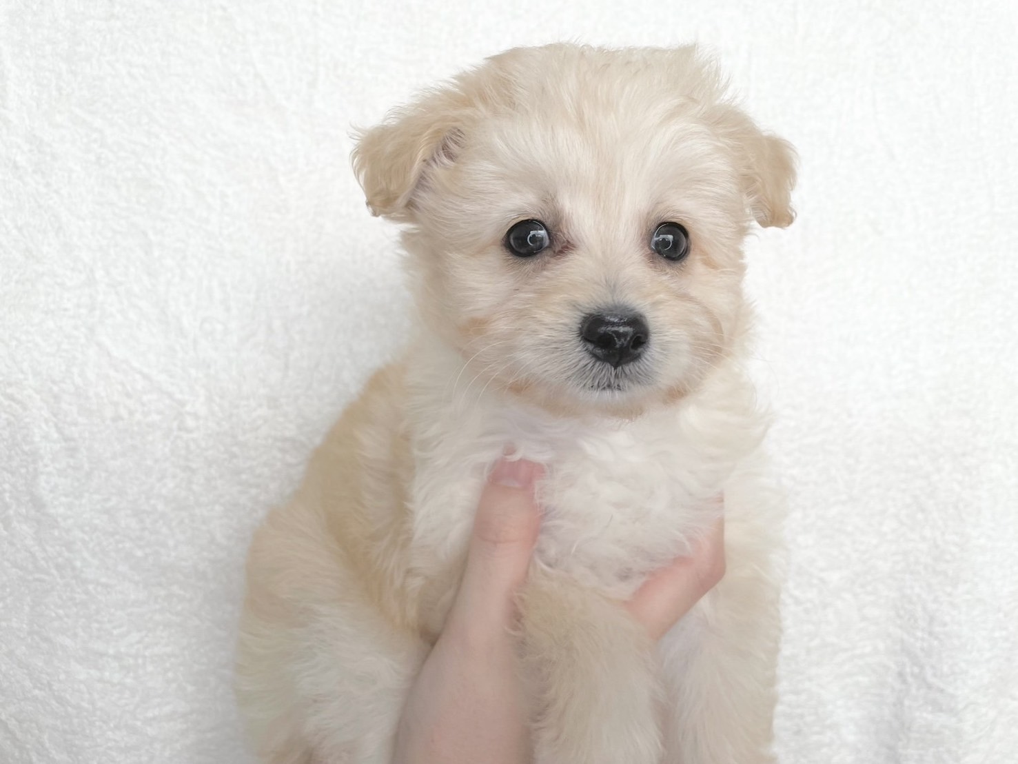 群馬県のポメプー(ポメラニアン×プードル) (かねだいペットトライアル桐生/2025年9月23日生まれ/女の子/クリーム)の子犬の4枚目の画像