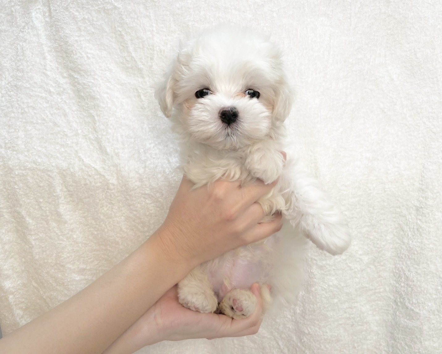 群馬県のマルチーズ (かねだいペットトライアル桐生/2025年9月23日生まれ/男の子/ホワイト)の子犬の2枚目の画像
