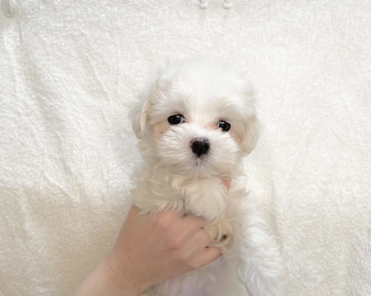 群馬県のマルチーズ (かねだいペットトライアル桐生/2025年9月23日生まれ/男の子/ホワイト)の子犬の1枚目の画像