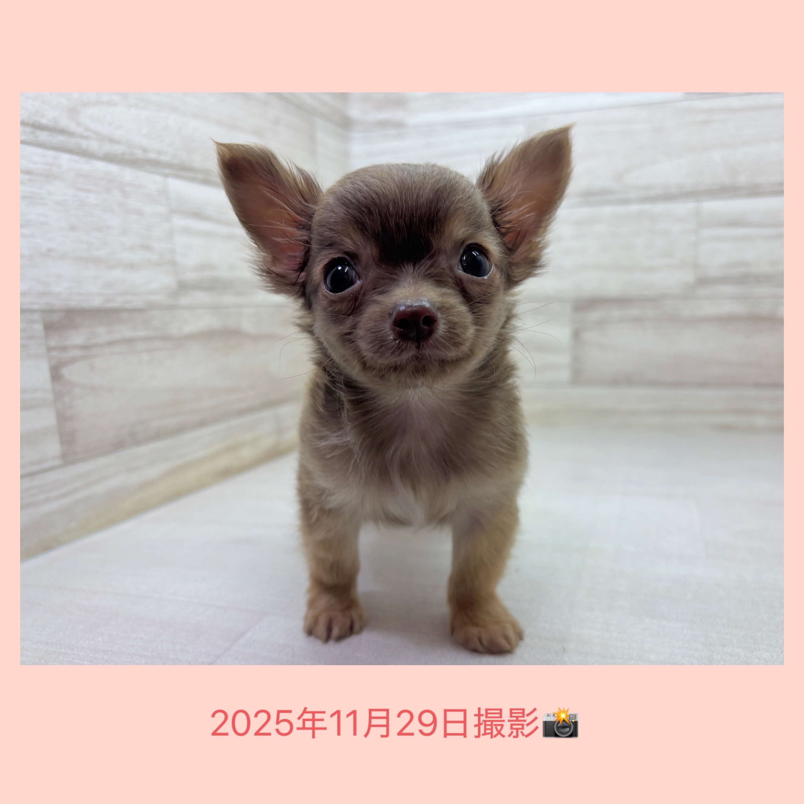 埼玉県のチワワ(ロング) (かねだい桶川店/2025年9月26日生まれ/男の子/フォーン)の子犬の3枚目の画像