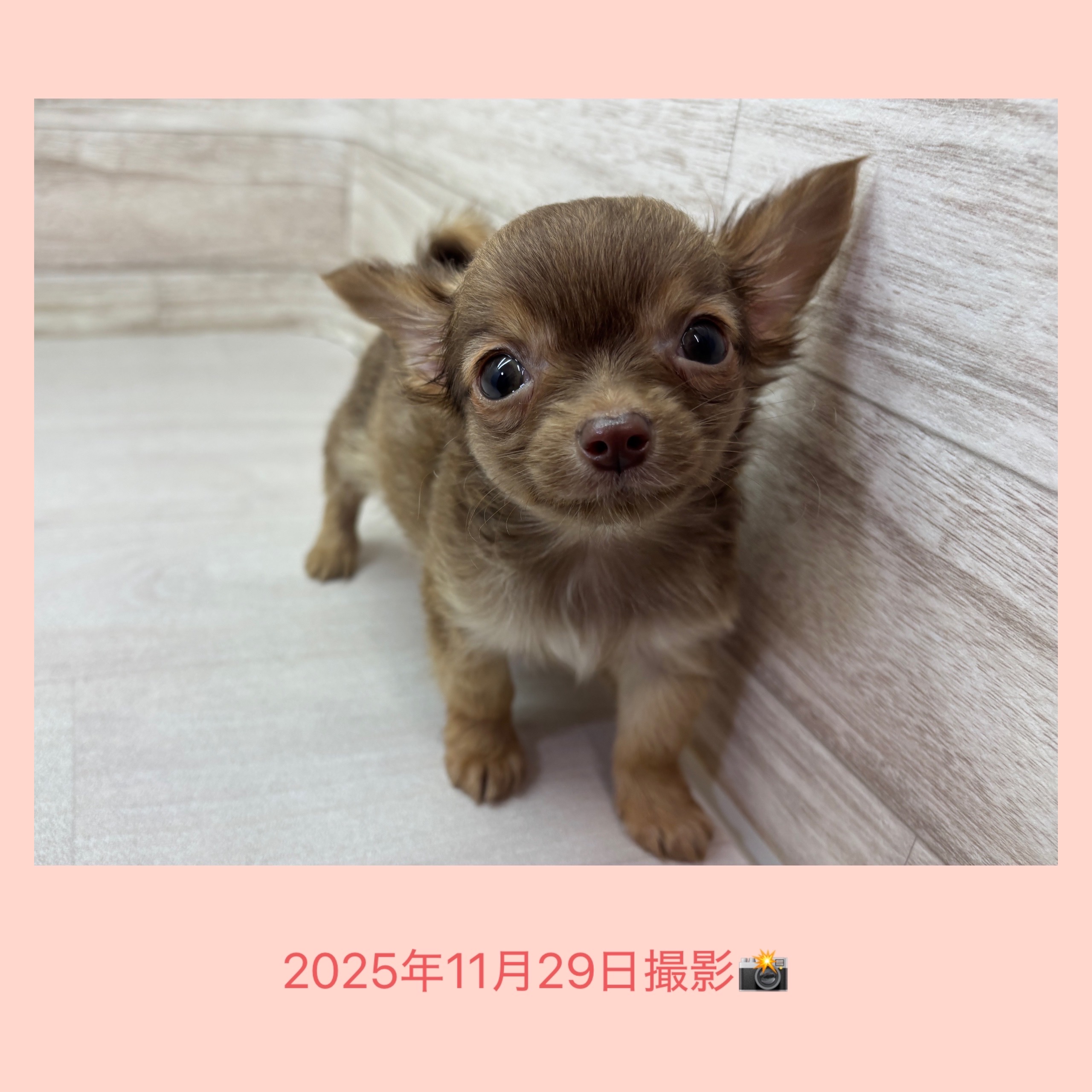 埼玉県のチワワ(ロング) (かねだい桶川店/2025年9月26日生まれ/男の子/フォーン)の子犬の4枚目の画像