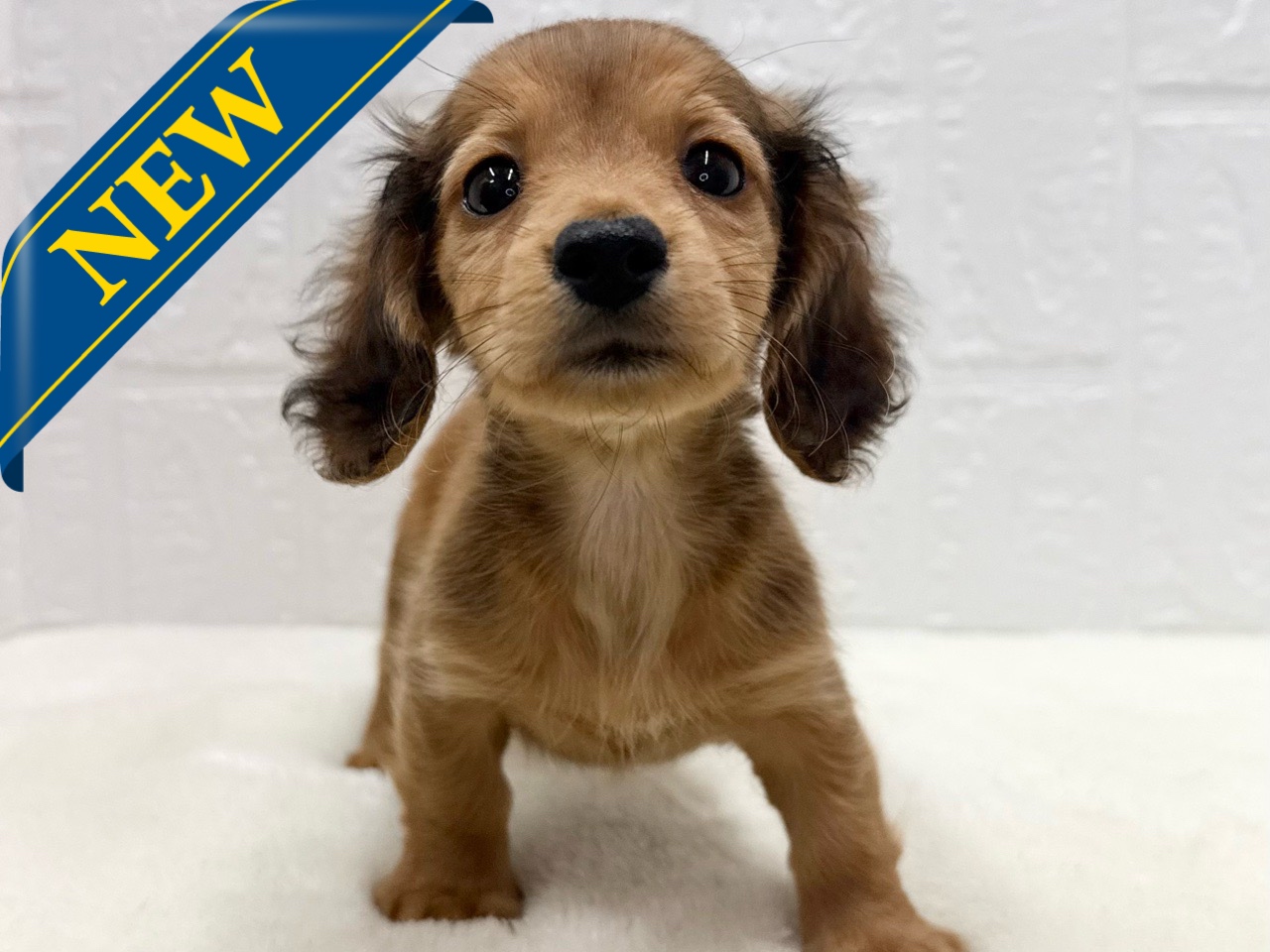 東京都のカニンヘンダックスフンド(ロング) (かねだい青梅店/2025年9月29日生まれ/女の子/レッド)の子犬の1枚目の画像