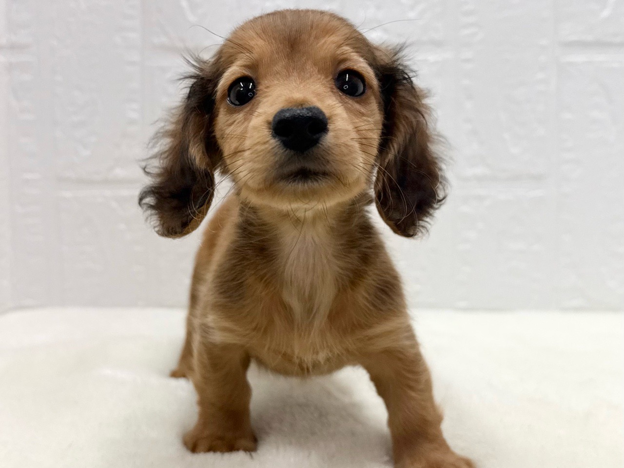 東京都のカニンヘンダックスフンド(ロング) (かねだい青梅店/2025年9月29日生まれ/女の子/レッド)の子犬の2枚目の画像