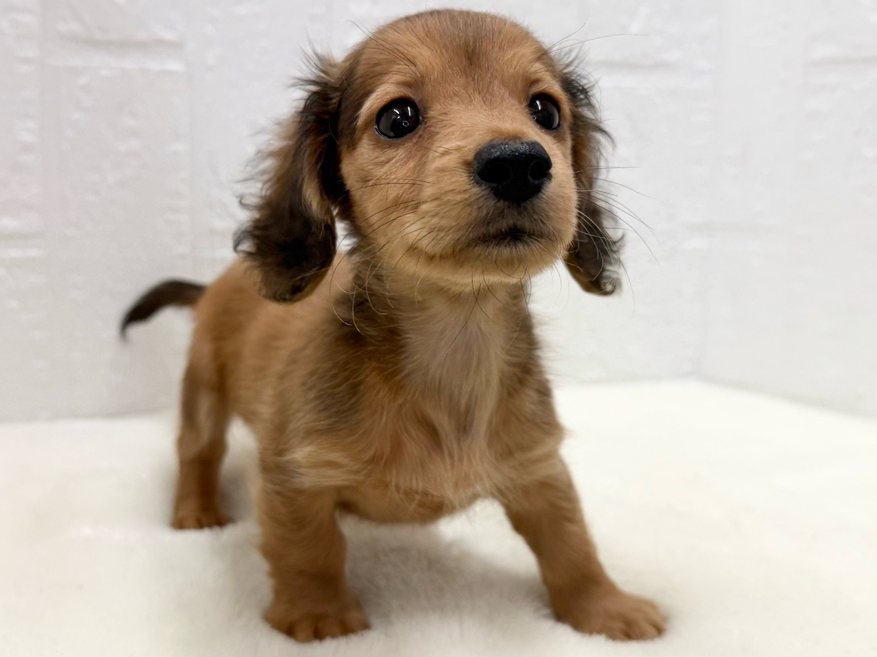 東京都のカニンヘンダックスフンド(ロング) (かねだい青梅店/2025年9月29日生まれ/女の子/レッド)の子犬の3枚目の画像