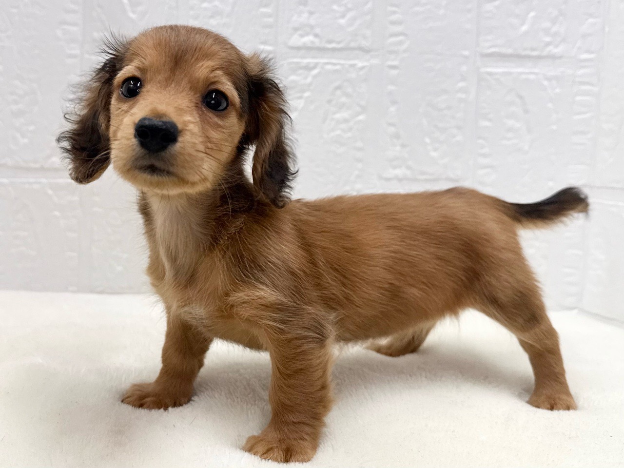 東京都のカニンヘンダックスフンド(ロング) (かねだい青梅店/2025年9月29日生まれ/女の子/レッド)の子犬の4枚目の画像