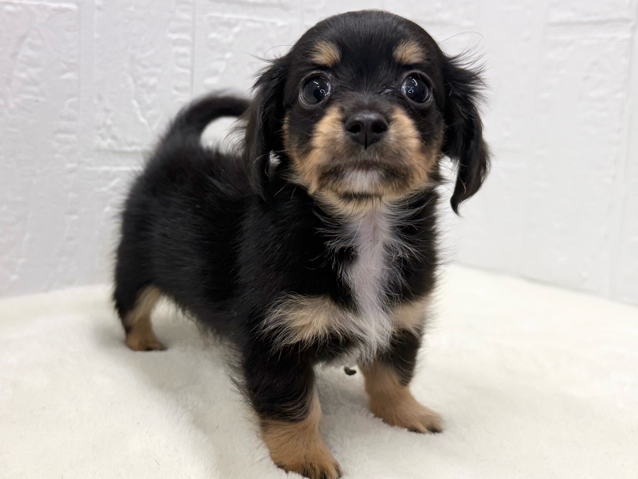 東京都のチワックス(チワワ×ダックス) (かねだい青梅店/2025年9月29日生まれ/女の子/ブラックタンホワイト)の子犬の3枚目の画像