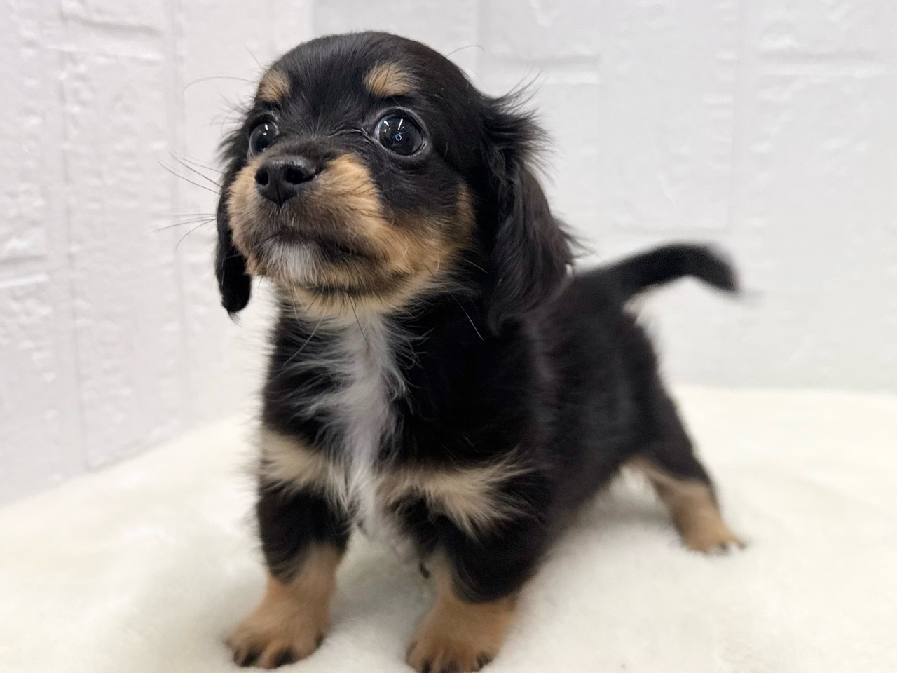 東京都のチワックス(チワワ×ダックス) (かねだい青梅店/2025年9月29日生まれ/女の子/ブラックタンホワイト)の子犬の4枚目の画像