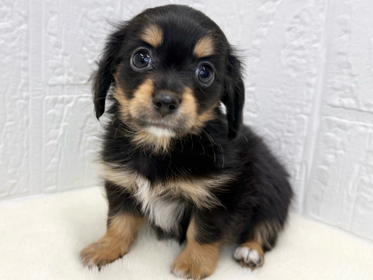 東京都のチワックス(チワワ×ダックス) (かねだい青梅店/2025年9月29日生まれ/男の子/ブラックタンホワイト)の子犬の2枚目の画像