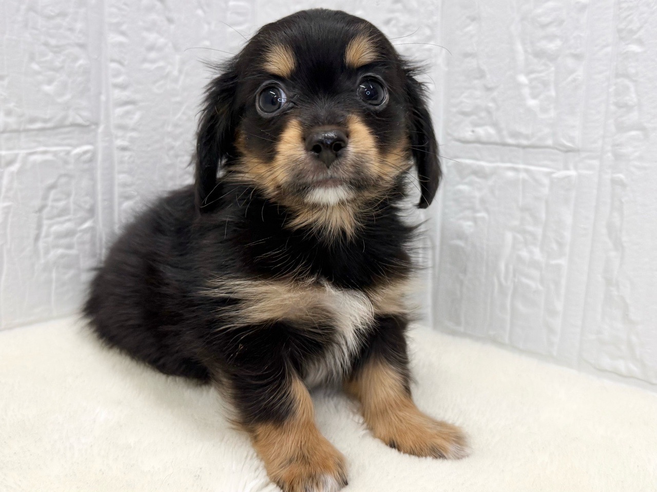 東京都のチワックス(チワワ×ダックス) (かねだい青梅店/2025年9月29日生まれ/男の子/ブラックタンホワイト)の子犬の3枚目の画像